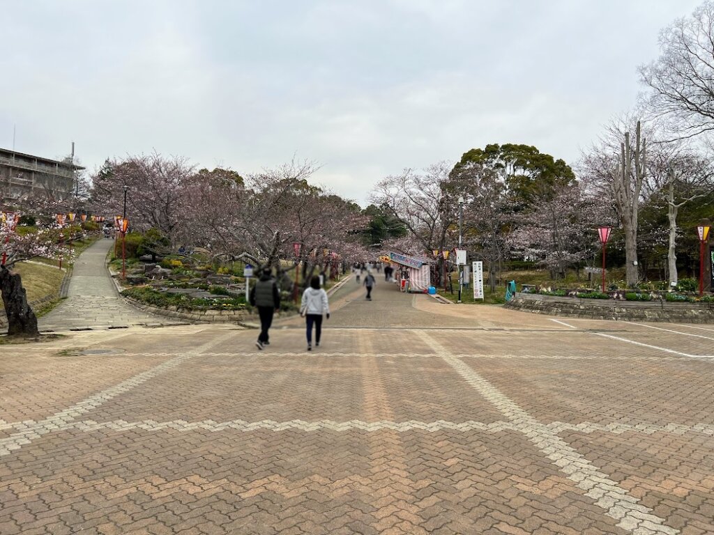 エントランス広場から見た桜の開花状況