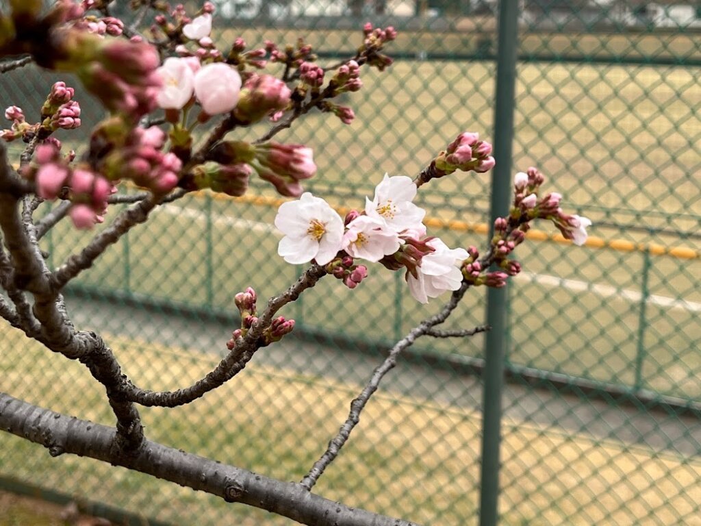 日岡山公園の野球場と桜