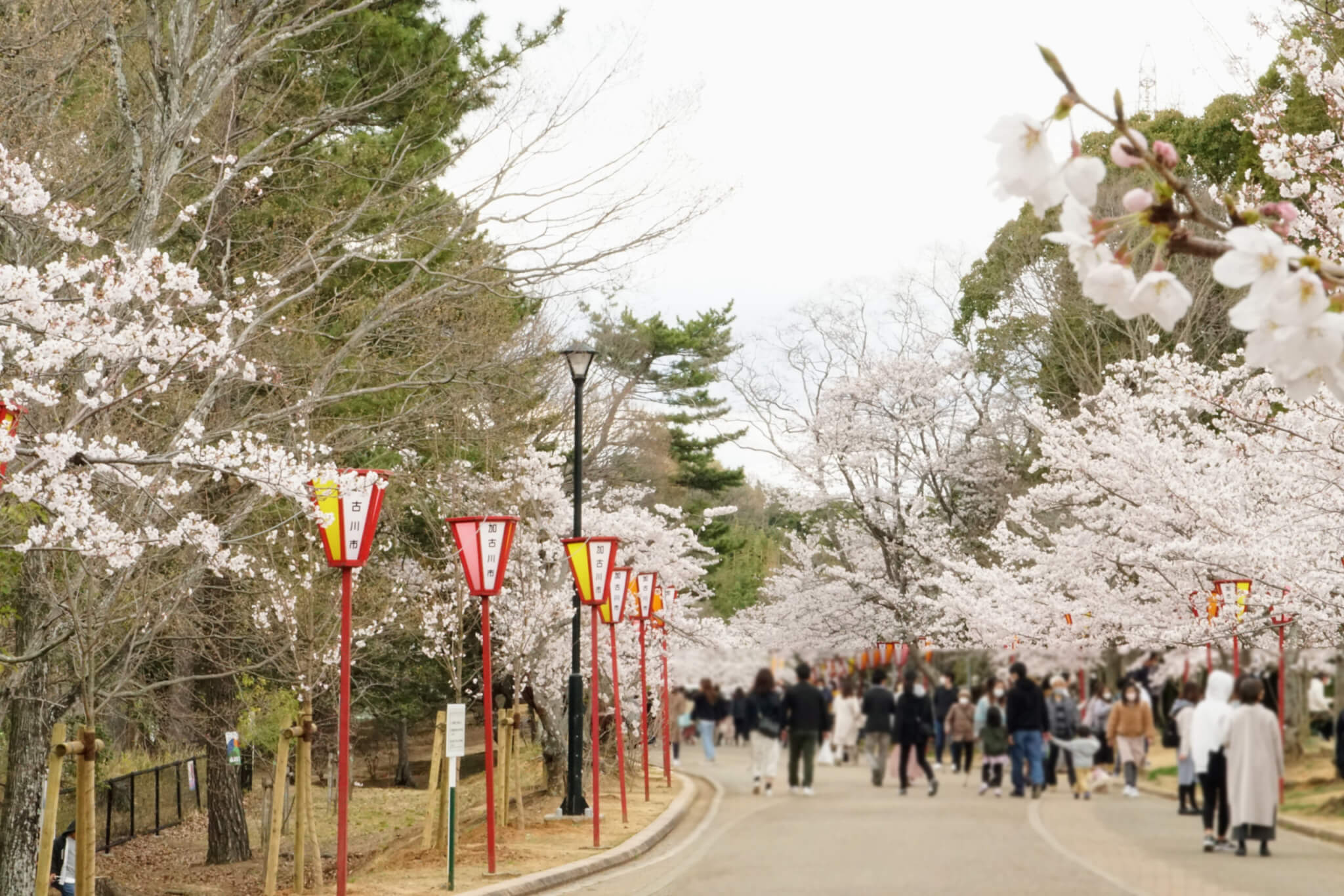 2022年の日岡山公園の桜の様子