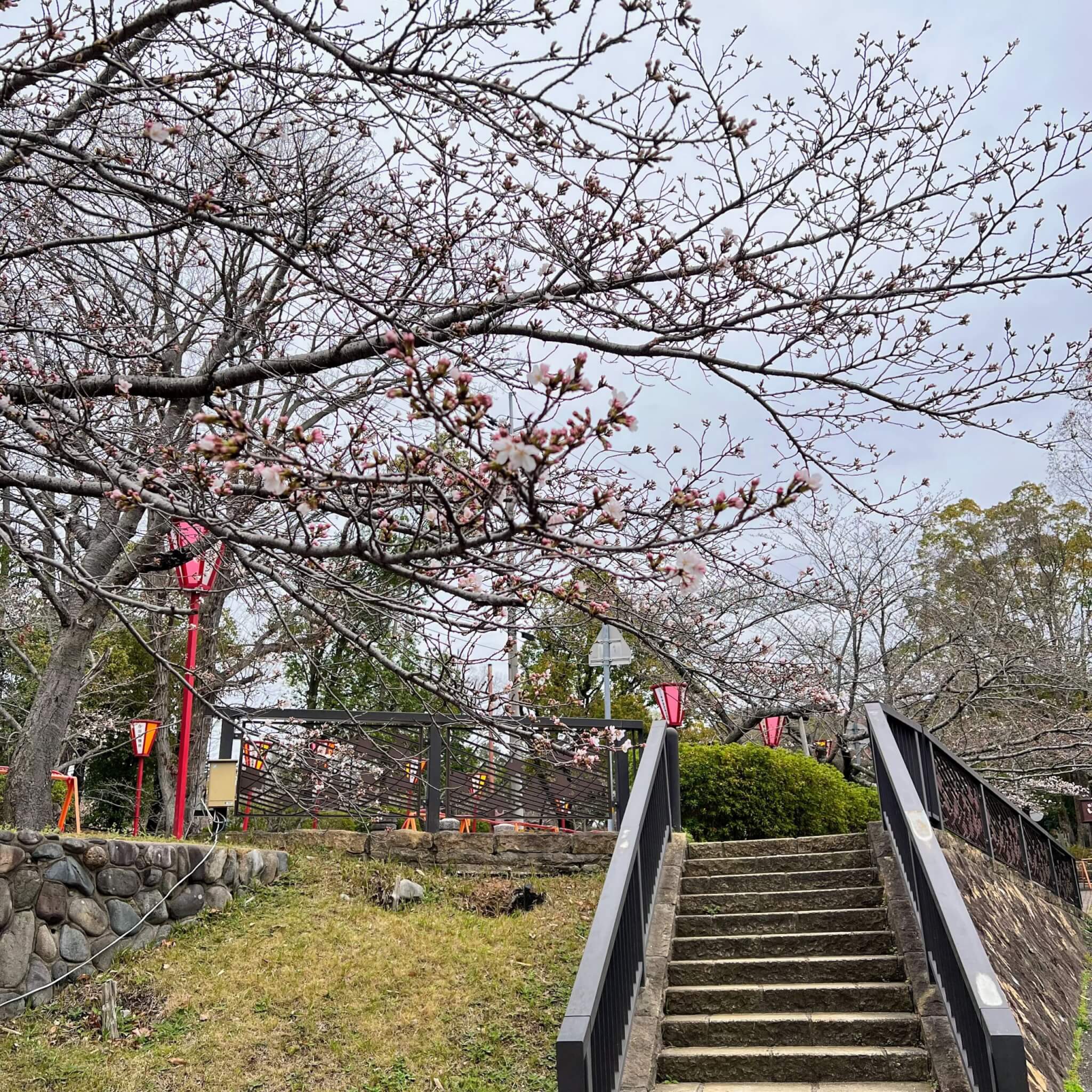 日岡山公園第3駐車場の階段あたりの桜