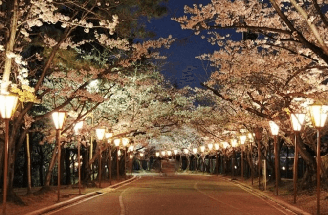 日岡山公園ぼんぼりライトアップイメージ