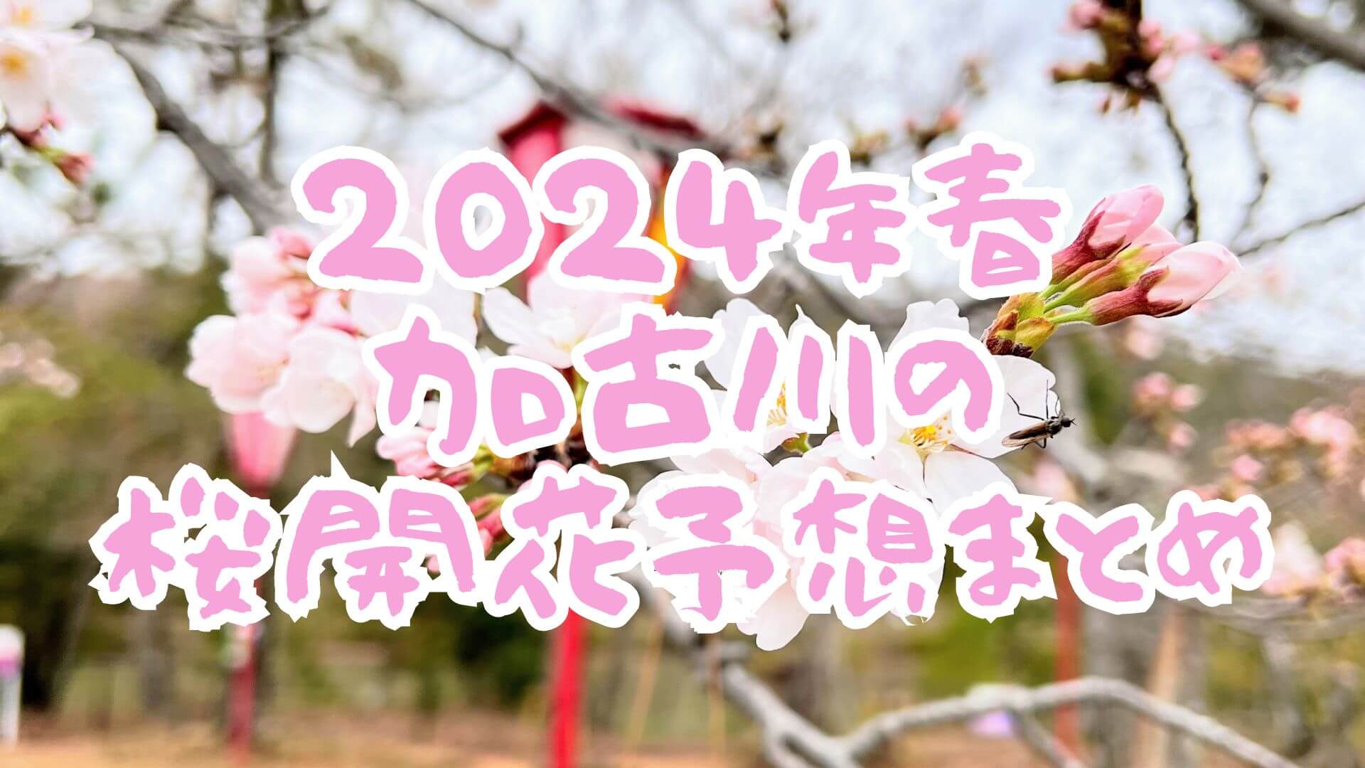2024年春 加古川の 桜開花予想まとめ