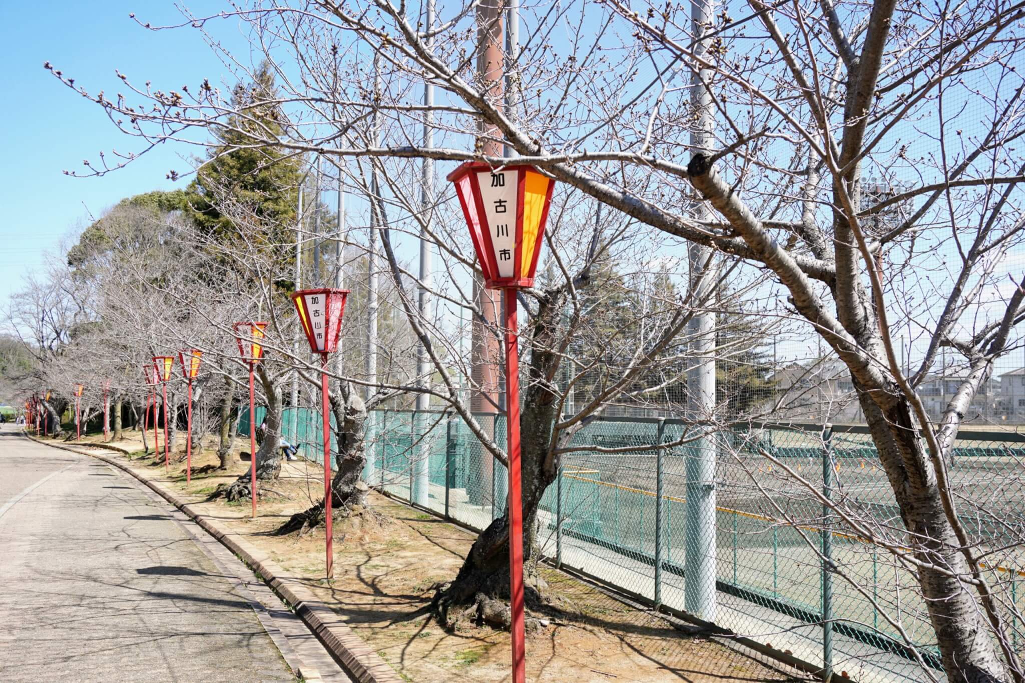 日岡山公園野球場近くの桜の様子