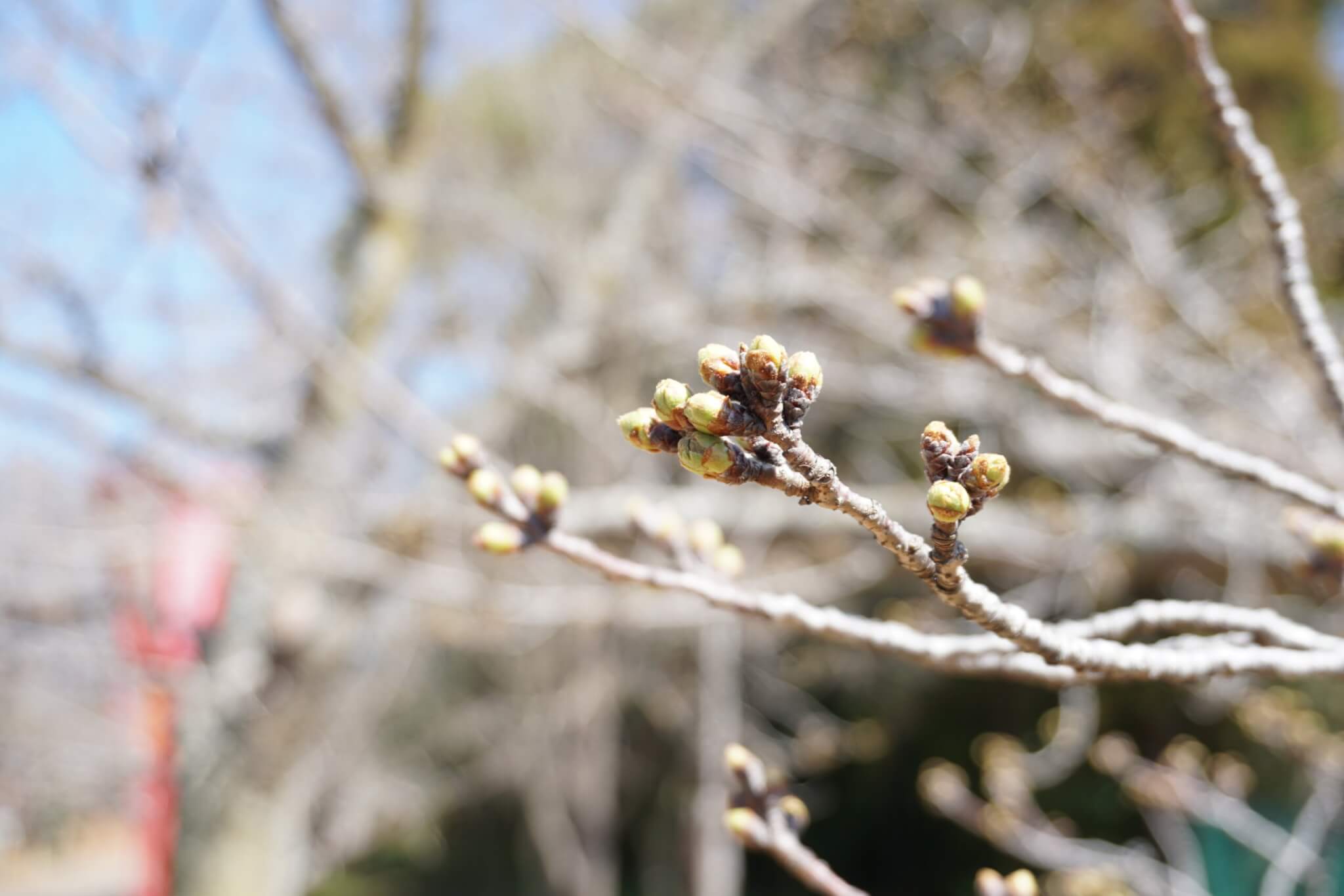 日岡山公園の桜のつぼみ。2024年3月27日撮影