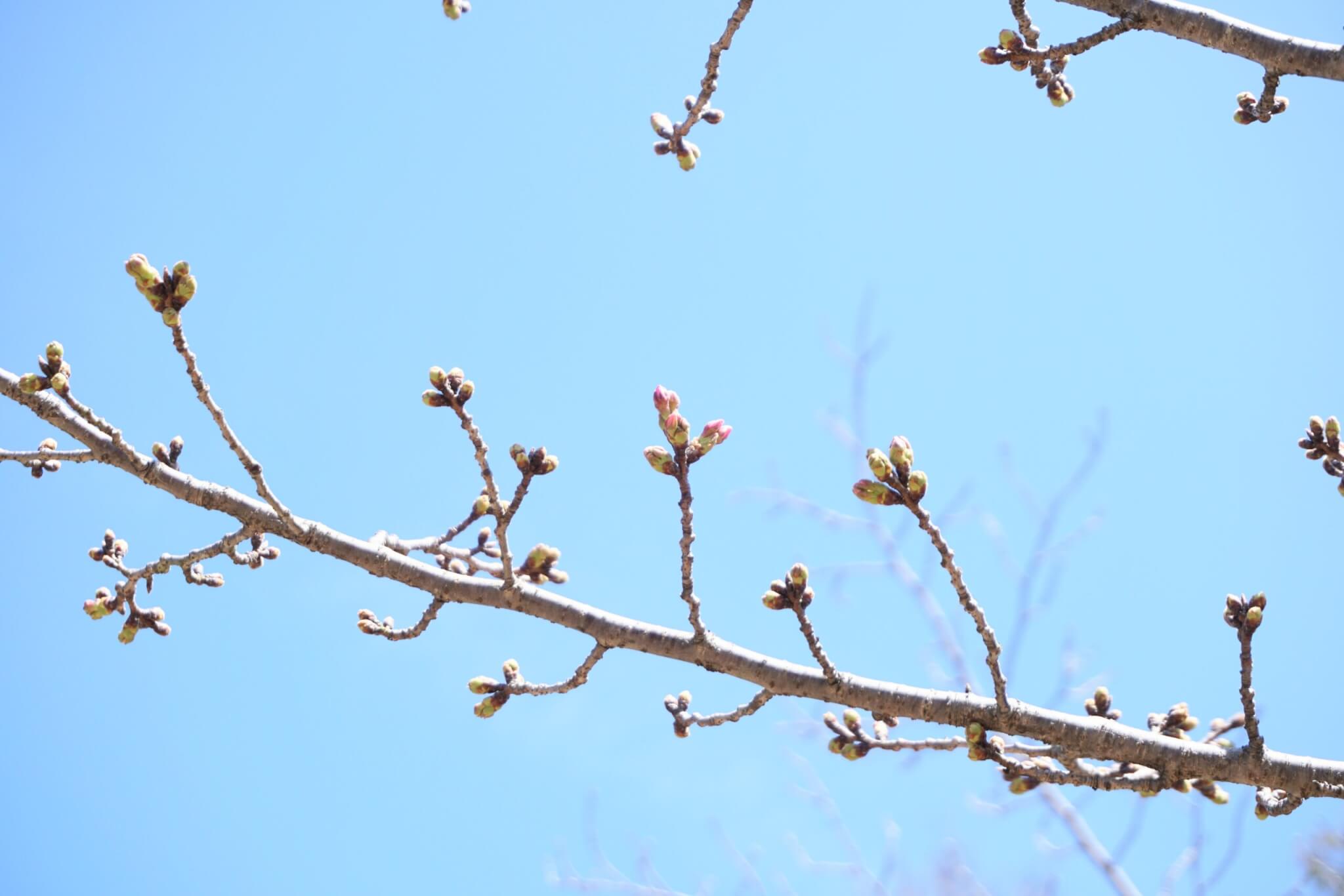 日岡山公園の桜のつぼみが色づいているところ
