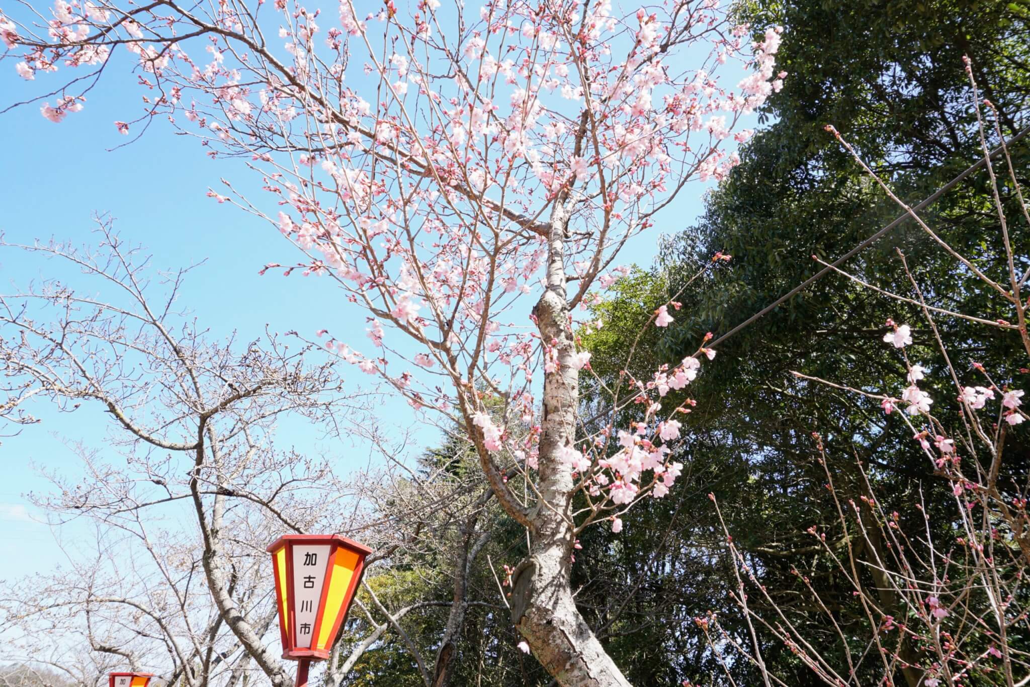 日岡山公園のソメイヨシノではない桜の咲いている様子