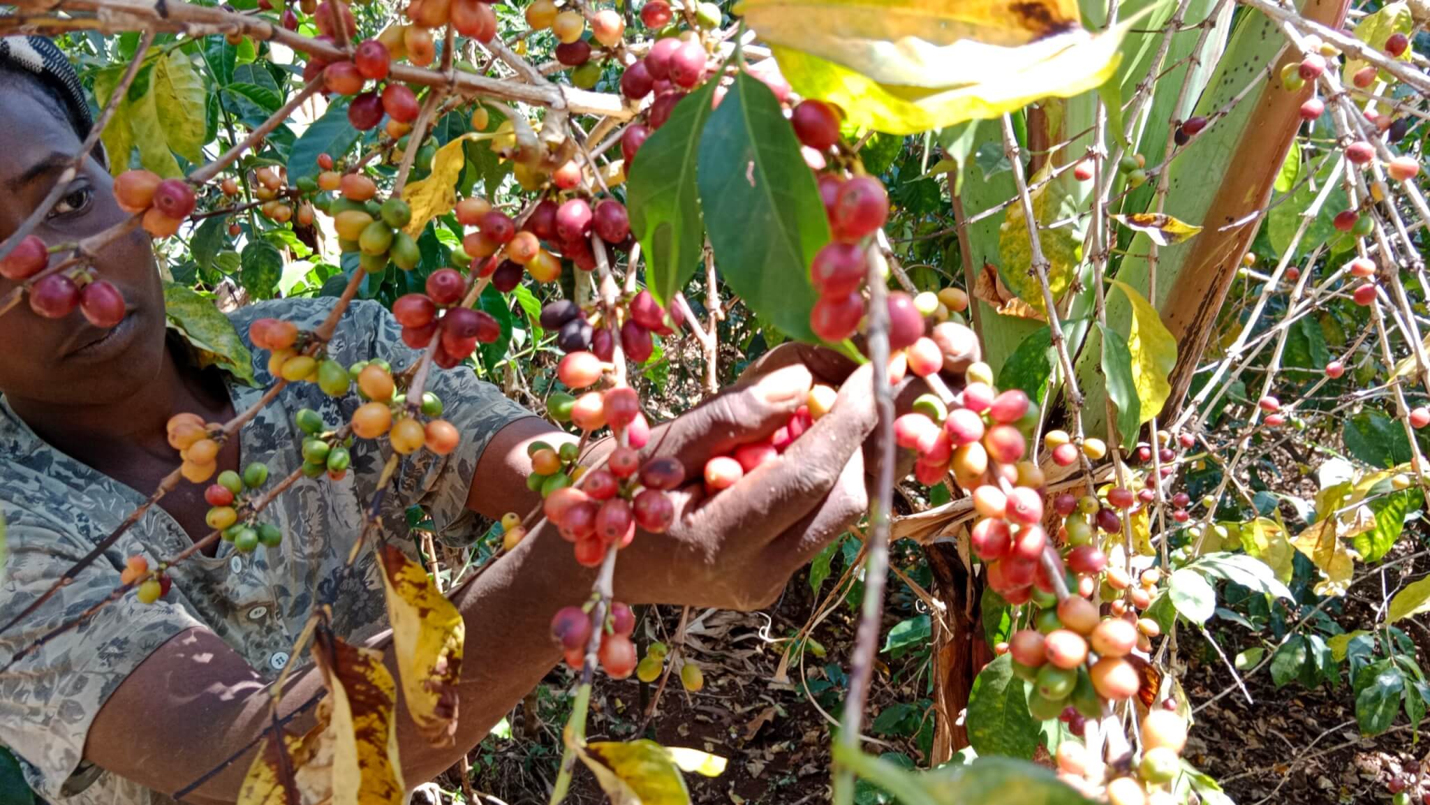 エチオピアでコーヒーチェリーを手摘みで収穫する様子。提供写真