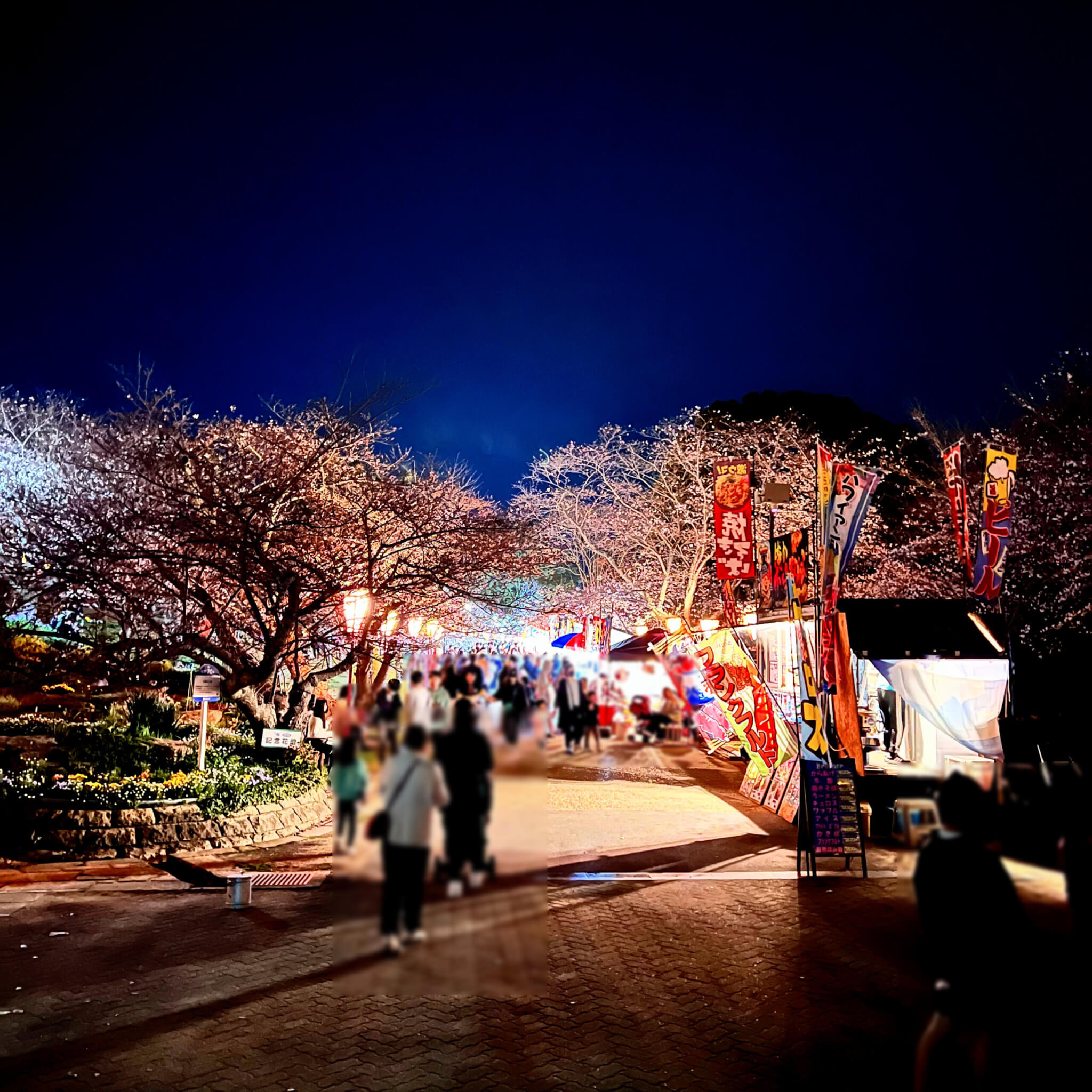 日岡山公園さくら並木入口から。2024年4月2日撮影