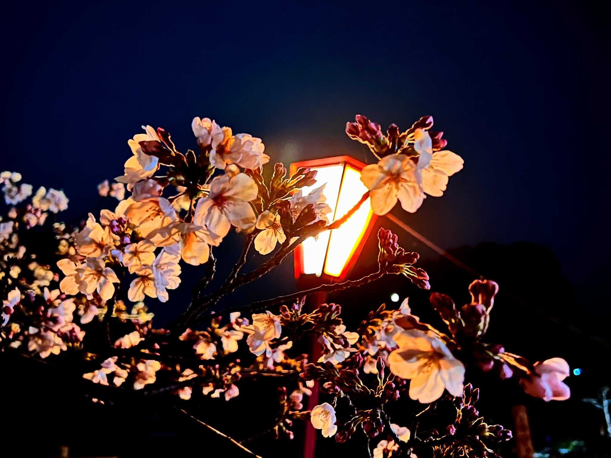 日岡山公園の桜とぼんぼり