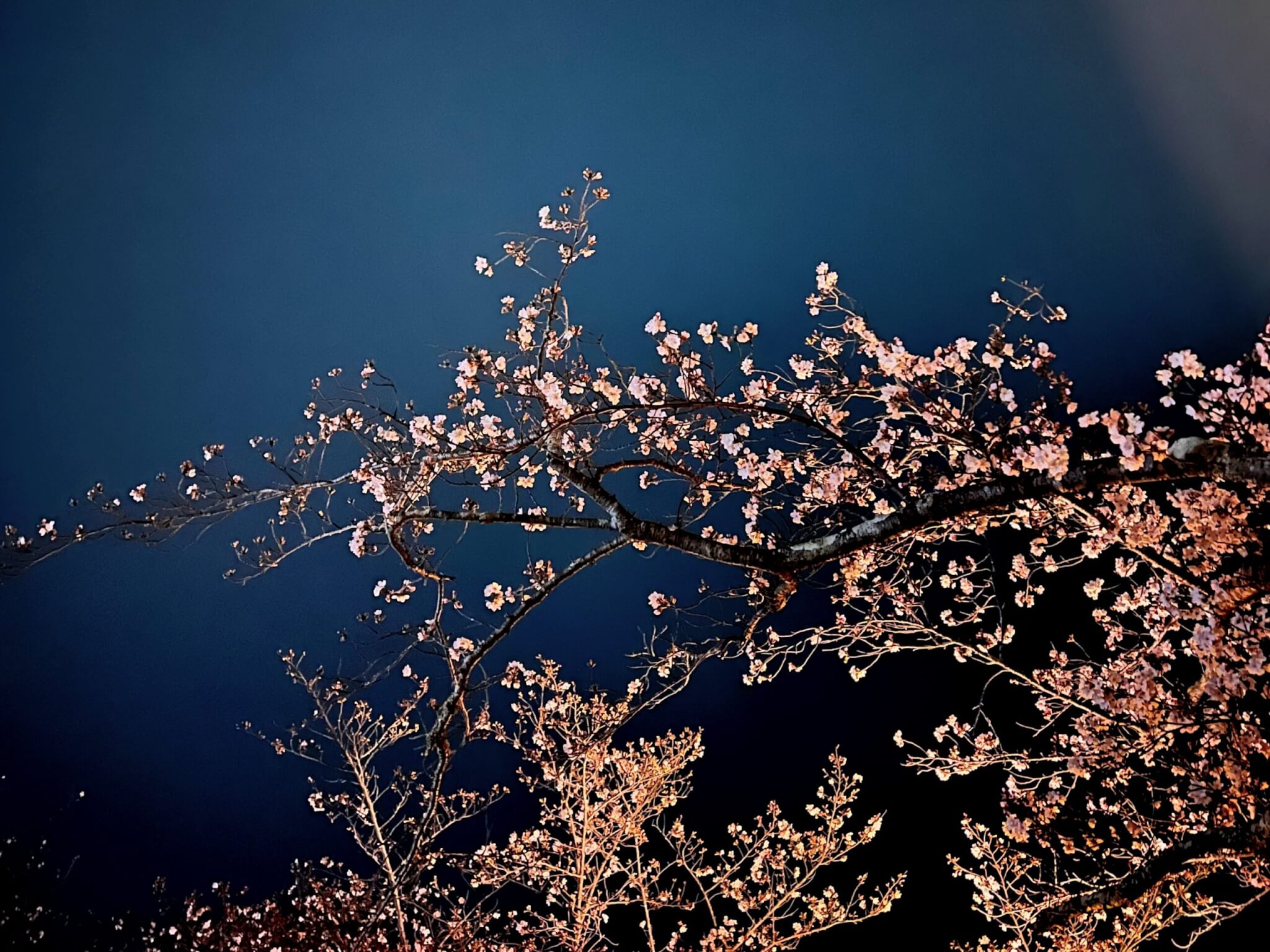 2024年4月2日時点の日岡山公園の桜