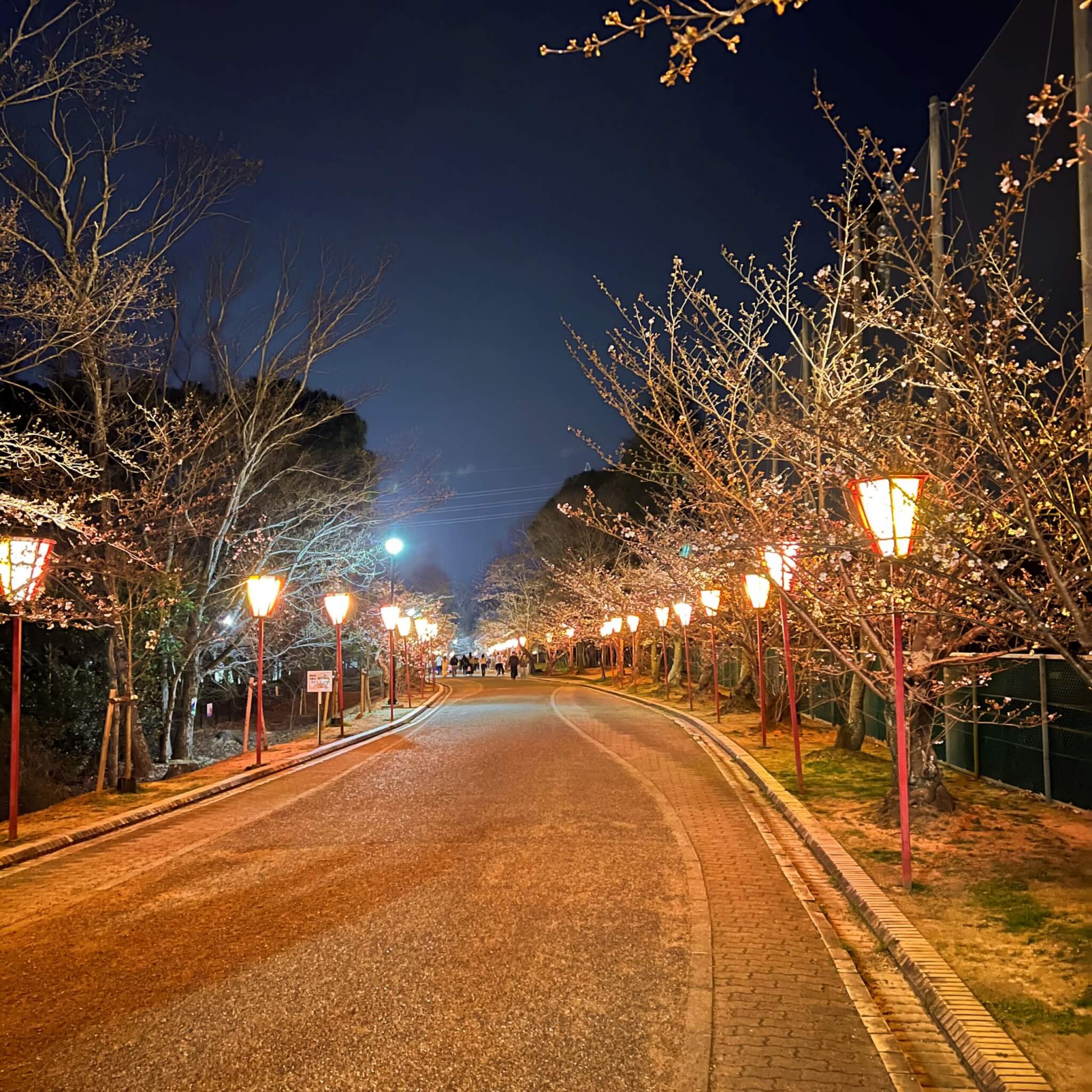 2024年4月2日撮影の日岡山公園のぼんぼりライトアップ